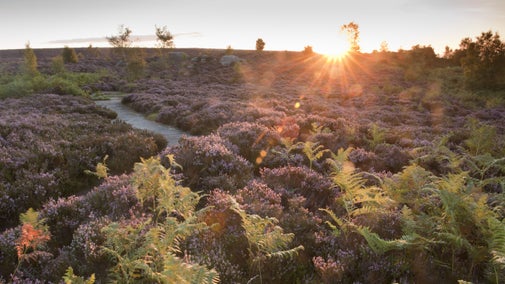 Low sun over the moorland at Brimham Rocks, Nidderdale, North Yorkshire.